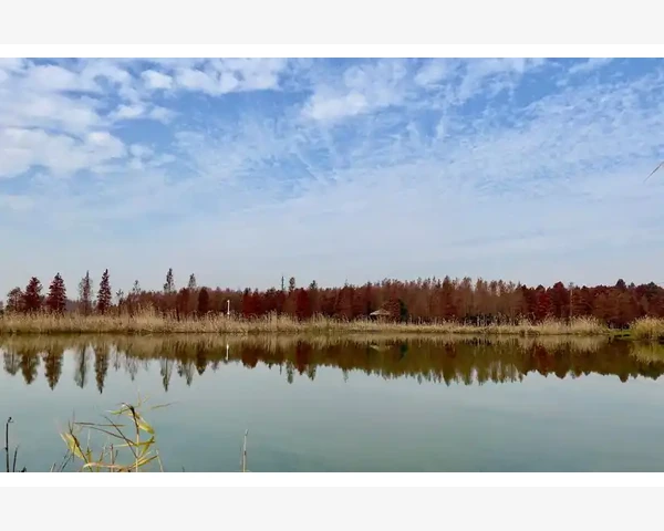 千年红豆：自然馈赠的祛湿健脾良方
